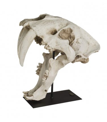 Saber Tooth Skull