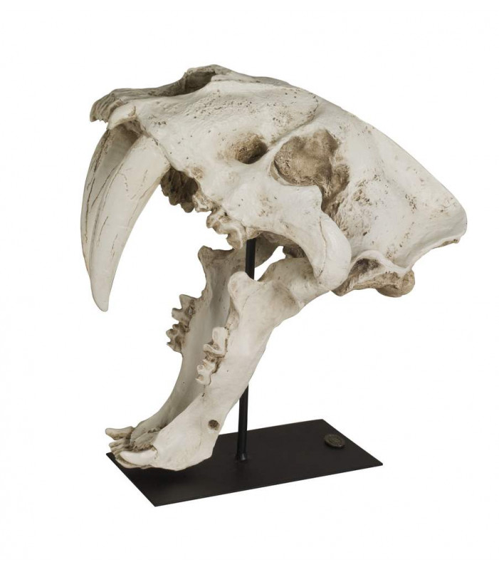 Saber Tooth Skull