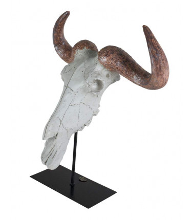 Buffalo Skull Model