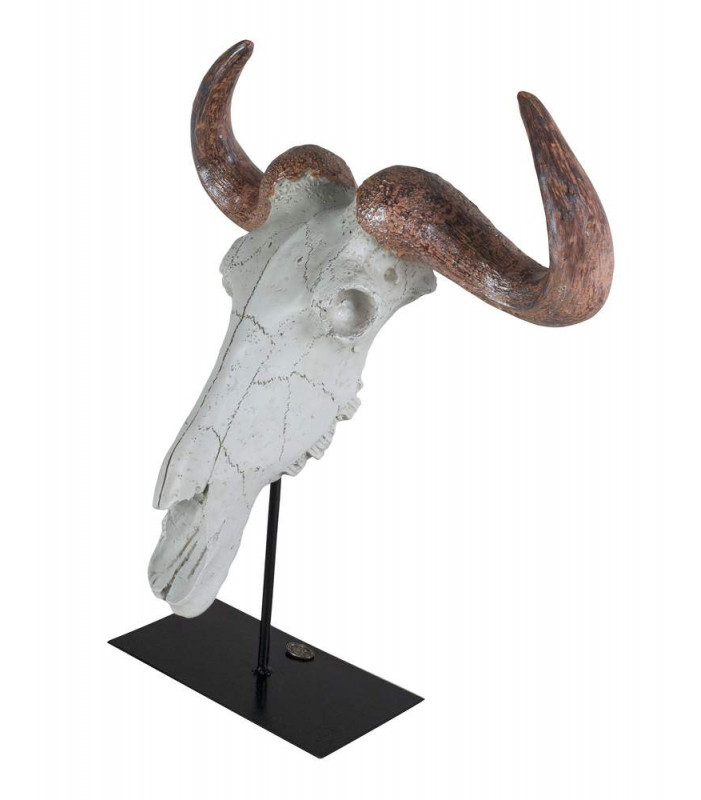 Buffalo Skull Model