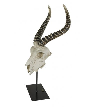Antelope Skull Model