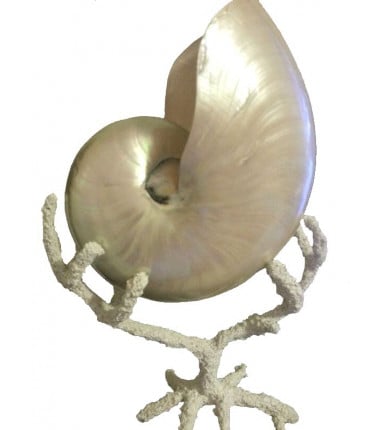 Nautilus in Reconstitute Coral - Tripod Leg