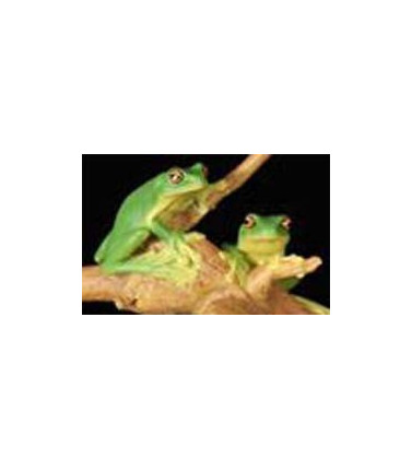 Encounter Australian Wildlife - 2 Red-Eyed Tree Frogs