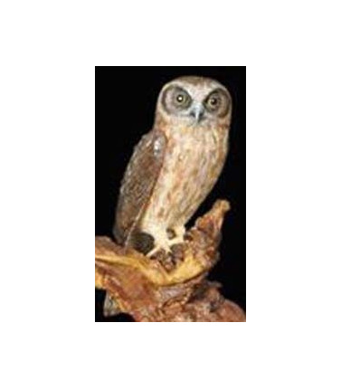 Australian Wildlife Boobook Owl