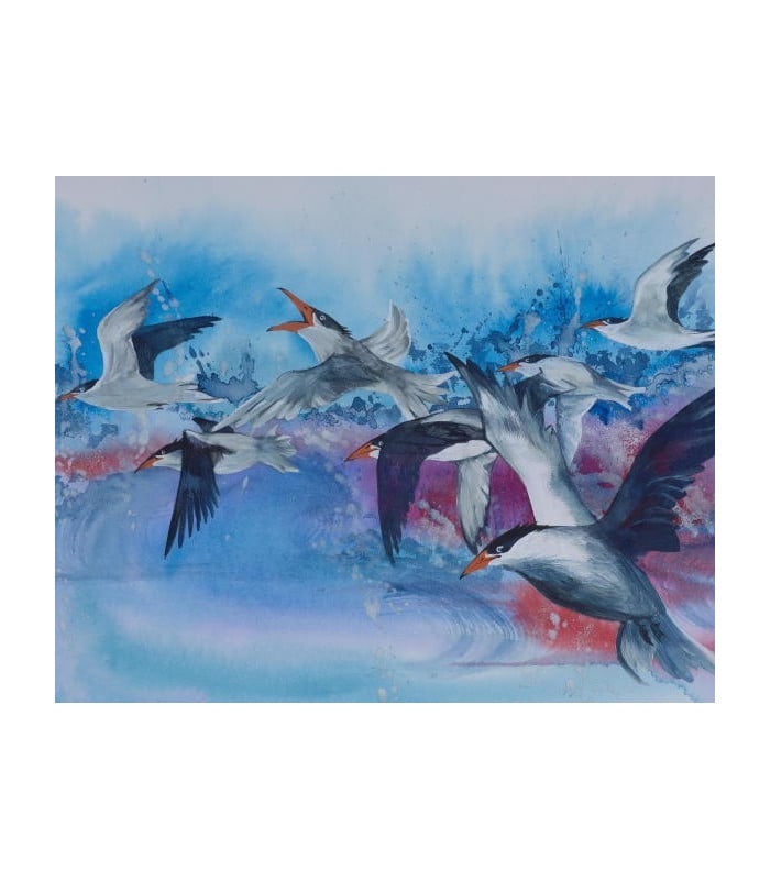 Australian Framed Print - Caspian Terns
